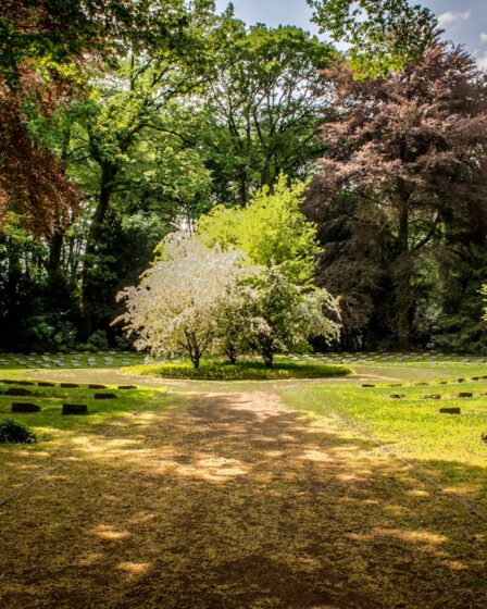 RYOBI tuingereedschap: krachtig en draadloos gemak in de tuin