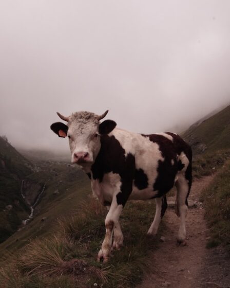 De twee gezichten van de meier: van bestuurder tot geldterm